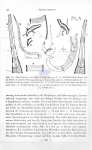 Rhynchonema tremendum