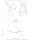 Richtersia deconincki