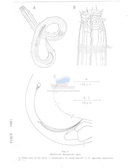 Richtersia deconincki