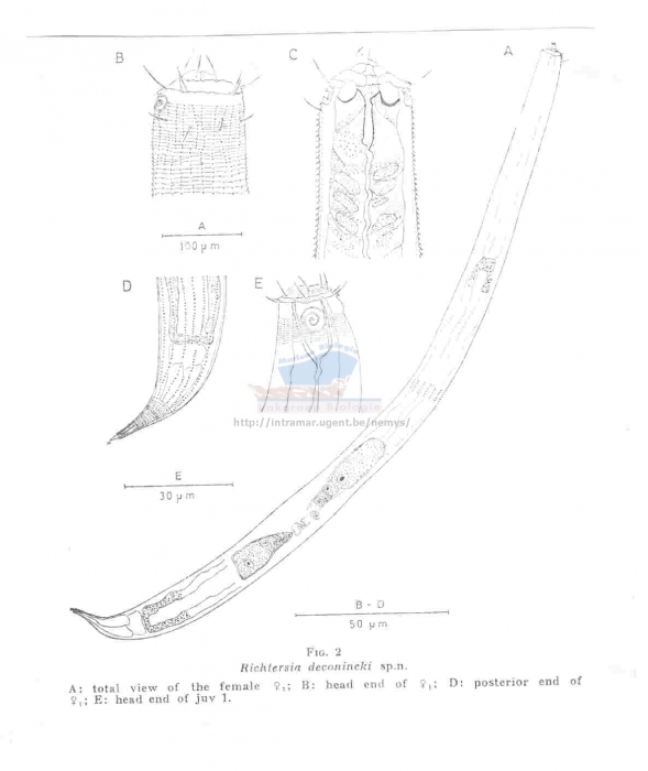 Richtersia deconincki