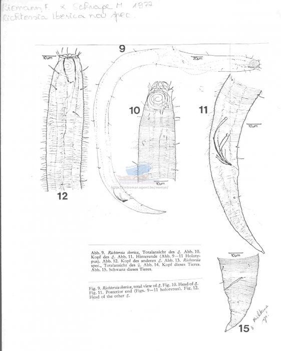 Richtersia iberica