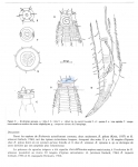 Richtersia spicana