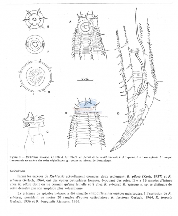 Richtersia spicana