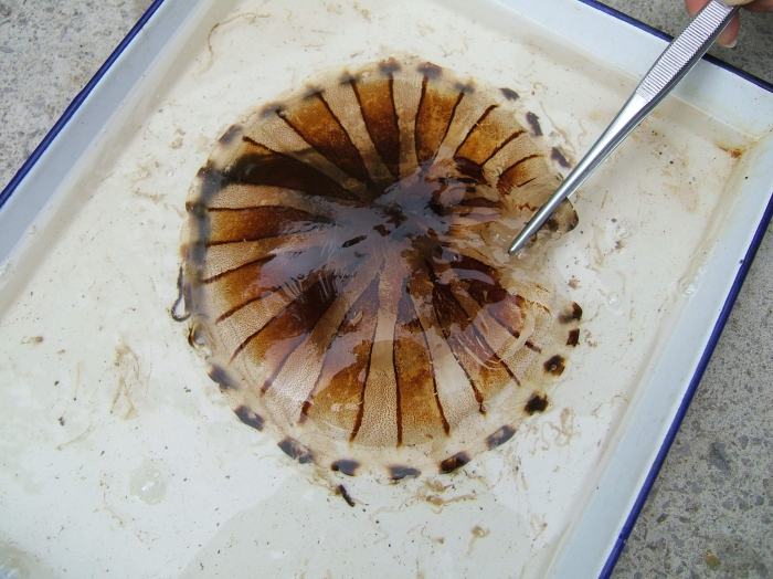 Note on appearance of scyphomedusa Chrysaora hysoscella (Linne, 1767) at Bay of Kotor (southern Adriatic) Note on appearance of scyphomedusa Chrysaora hysoscella (Linne, 1767) at Bay of Kotor (southern Adriatic)