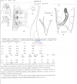 Sabatieria