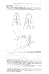 Siphonolaimus profundus