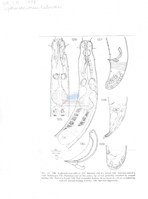 Siphonolaimus tubicen