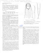 Sphaerolaimus ibericus