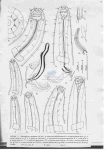 Nematode file-library of the Marine Biology Section (Ghent University, Belgium)