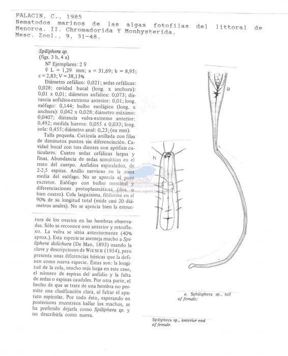 Spiliphera