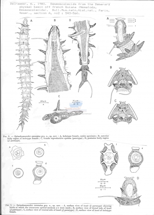 Spinodesmoscolex coronatus