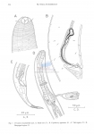 Nematode file-library of the Marine Biology Section (Ghent University, Belgium)