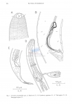 Spirinia megamphida