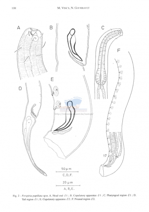 Spirinia papillata