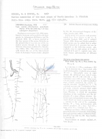 Steineria ampullacea