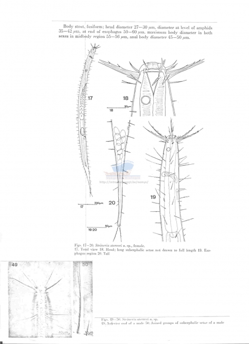 Steineria sterreri