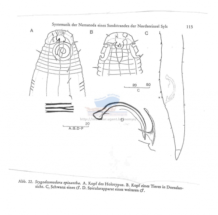 Stygodesmodora epixantha