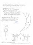 Nematode file-library of the Marine Biology Section (Ghent University, Belgium)