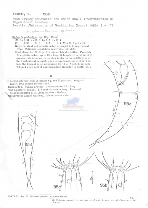 Subsphaerolaimus gerlachi