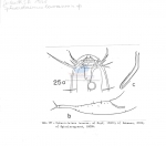 Nematode file-library of the Marine Biology Section (Ghent University, Belgium)