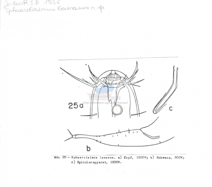 Subsphaerolaimus lamasus