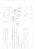 Subsphaerolaimus litoralis