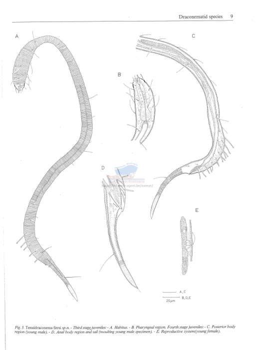 Tenuidraconema fiersi