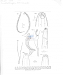 Nematode file-library of the Marine Biology Section (Ghent University, Belgium)