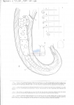 Nematode file-library of the Marine Biology Section (Ghent University, Belgium)