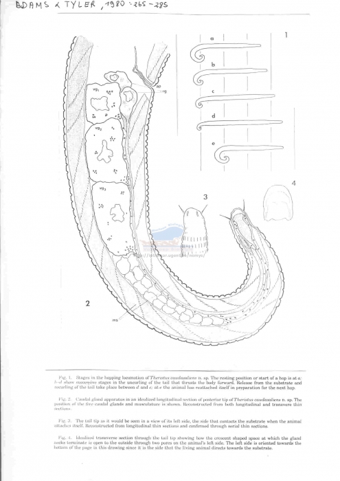 Theristus caudasaliens