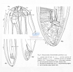 Nematode file-library of the Marine Biology Section (Ghent University, Belgium)