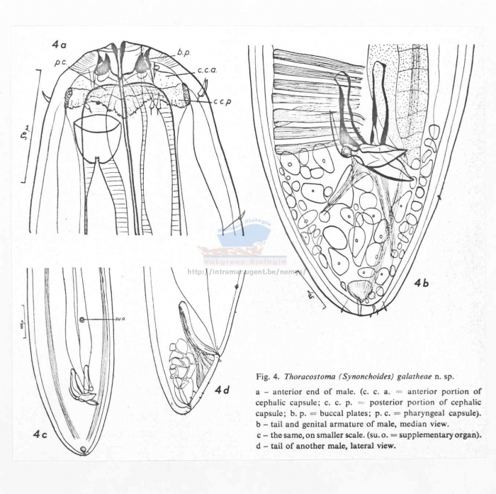 Thoracostoma galatheae