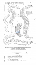 Triepsilonema tripapillata