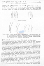 Tripyla papillata