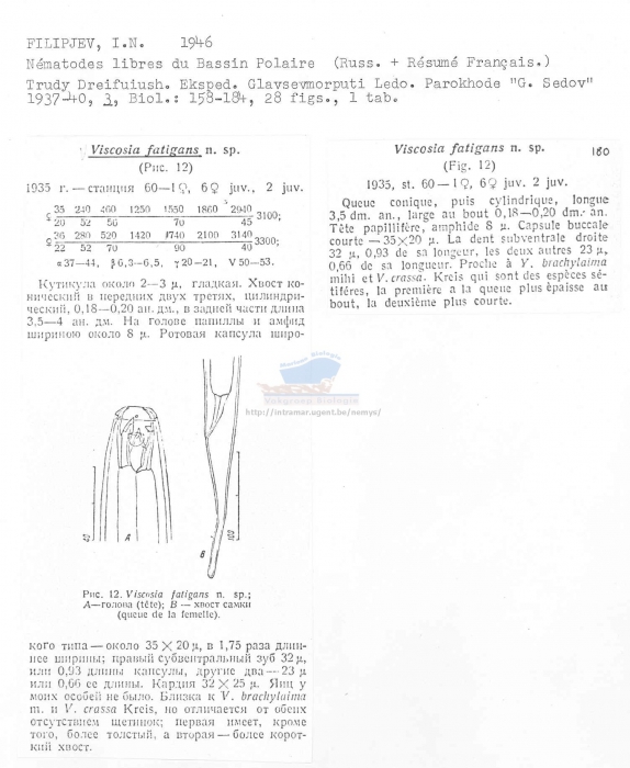 Viscosia fatigans