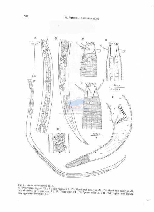 Xyala aestuariensis Xyala aestuariensis