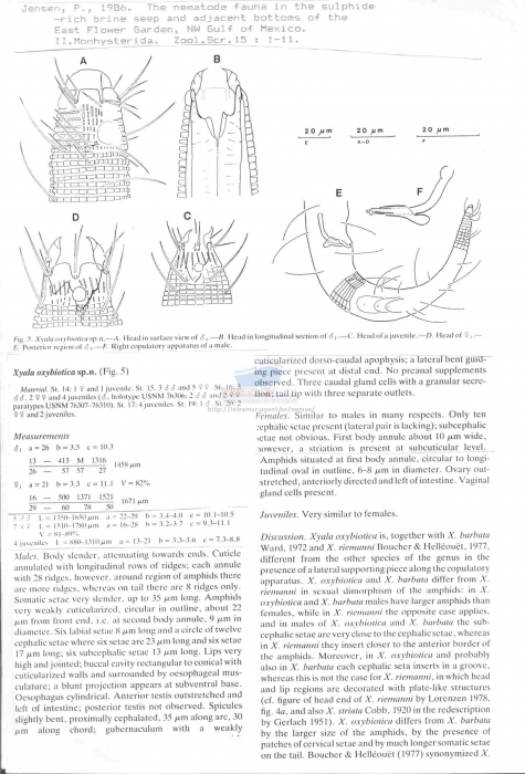 Xyala oxybiotica