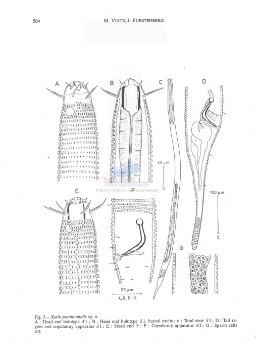 Xyala psammonalis Xyala psammonalis