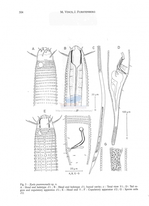 Xyala psammonalis