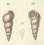 Caenogastropoda