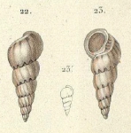 Scalaria hotessierianaOriginal figure in d'Orbigny (1842-1853, pl. 10 fig. 22-23)
