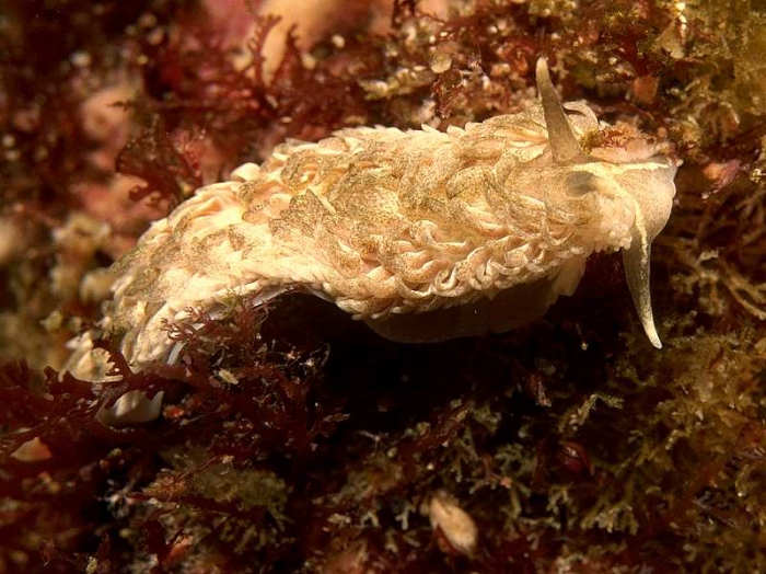 Aeolidia filomenae Aeolidia filomenae