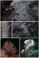 Porifera (sponges)