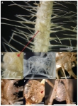 Asbestopluma monticola, Cladorhiza caillieti & Cladorhiza evae