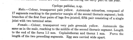 Cyclops pallidus Breinl, 1911 nomen nudum