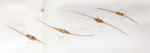 Neoceratium fusu or Ceratium fusus - first depiction