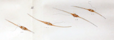 Neoceratium fusu or Ceratium fusus - first depiction