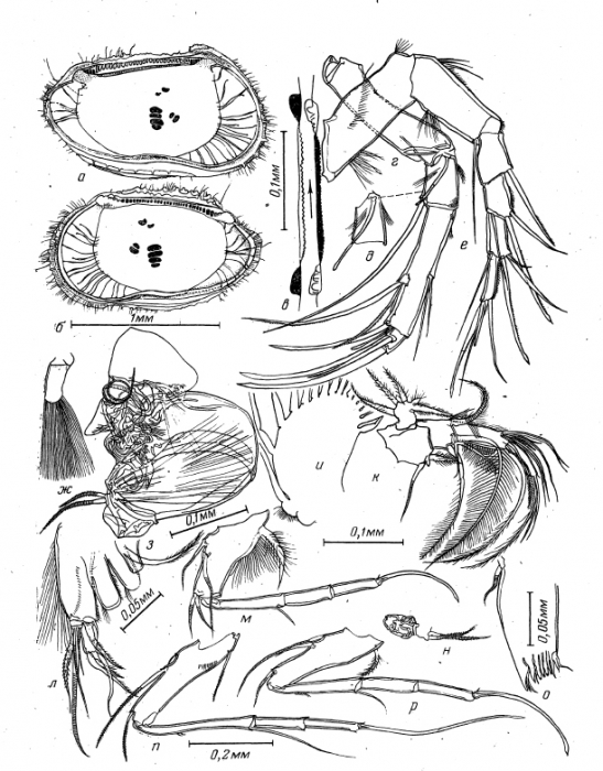 Abyssocythereis vitjasi Schornikov, 1975, from the original description Abyssocythereis vitjasi Schornikov, 1975, from the original description