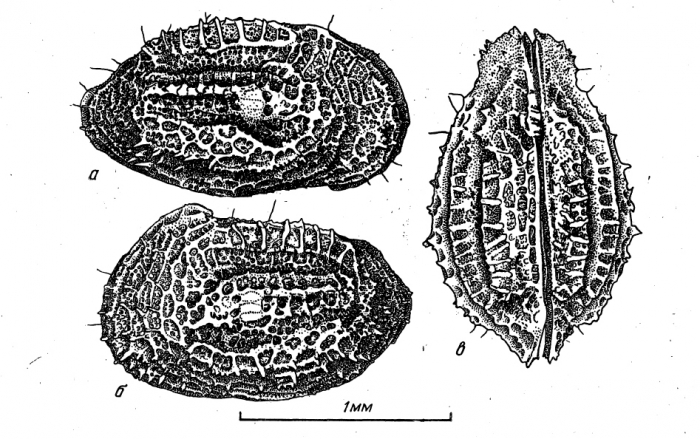 Valves of Abyssocythereis vitjasi Schornikov, 1975 Valves of Abyssocythereis vitjasi Schornikov, 1975