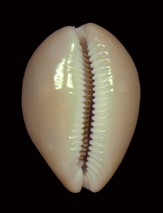 Lyncina aliceae (paratype 6_35.48mm)